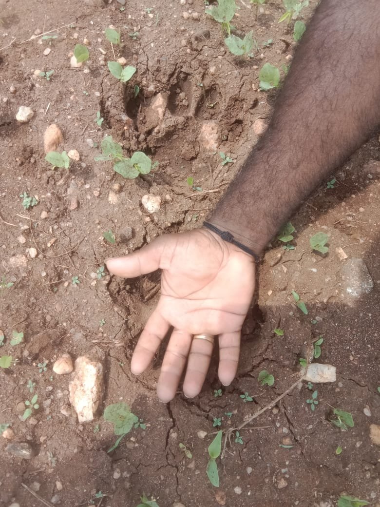 ತೊರೆನೂರು ಭಾಗದಲ್ಲಿ ಹುಲಿ ಸಂಚಾರದ ಶಂಕೆ: ರೈತರಲ್ಲಿ ಆತಂಕ: ಅರಣ್ಯ ಇಲಾಖೆಯಿಂದ ಗಸ್ತು, ಕ್ಯಾಮರಾ ಅಳವಡಿಕೆ