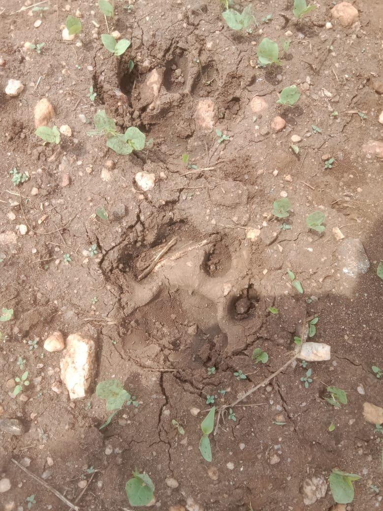ತೊರೆನೂರು ಭಾಗದಲ್ಲಿ ಹುಲಿ ಸಂಚಾರದ ಶಂಕೆ: ರೈತರಲ್ಲಿ ಆತಂಕ: ಅರಣ್ಯ ಇಲಾಖೆಯಿಂದ ಗಸ್ತು, ಕ್ಯಾಮರಾ ಅಳವಡಿಕೆ image 3